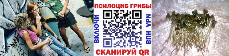 Псилоцибиновые грибы Psilocybine cubensis  Купить где  Аргун 